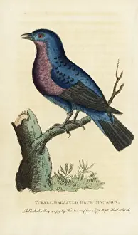 Naturalistspocketmagazine Prints: Purple-breasted continga, Cotinga cotinga