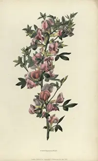 Richardmorris Prints: Purple broom, Cytisus purpureus