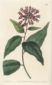 Shrub Prints: Purple cestrum, Cestrum elegans