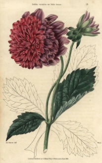 Donna Gallery: Purple and crimson flowered dahlia, Dahlia