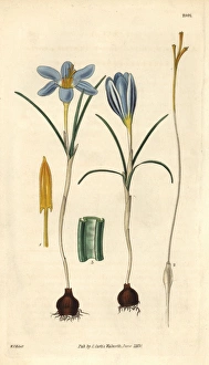 Least purple crocus, Crocus minimus Least purple crocus, Crocus minimus