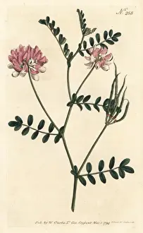 Sansom Prints: Purple crown vetch, Securigera varia