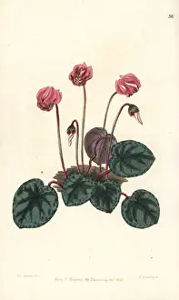 Cyclamen Prints: Purple cyclamen, Cyclamen purpurascens