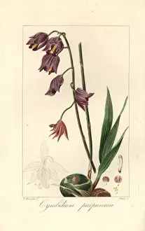Purple cymbidium orchid, Cymbidium purpureum