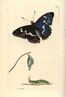 Apatura Gallery: Purple emperor, Apatura iris