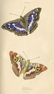 Anatomical Collection: Purple Emperor Butterflies