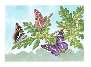 Parry Prints: Purple Emperor butterflies on Oak