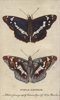 Apatura Gallery: Purple emperor butterfly, Apatura iris