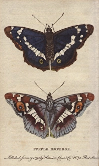 Apatura Gallery: Purple emperor butterfly, Apatura iris