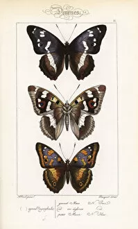 Purple emperor butterfly and lesser purple emperor