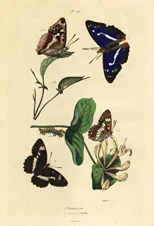 Honeysuckle Prints: Purple emperor and Eurasian white admiral