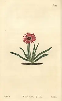 Mesembryanthemum Prints: Purple-eyed fig marigold, Mesembryanthemum tricolor