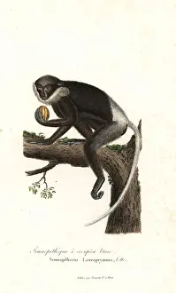 Purple-faced langur, Trachypithecus vetulus. Endangered