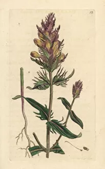 Purple or field cow-wheat, Melampyrum arvense