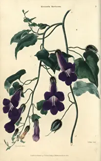 Flowered Prints: Purple flowered climbing plant, Maurandia barclayana