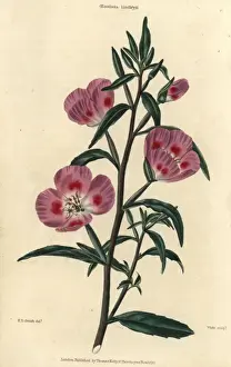 Purple flowered evening primrose, Oenothera lindleyi