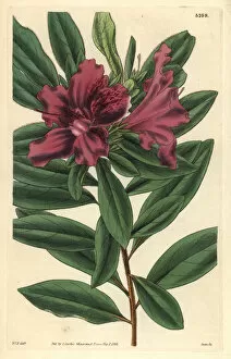 Purple-flowered fragrant Indian azalea, Azalea