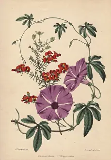 Florists Prints: Purple flowered Ipomoea palmata and scarlet