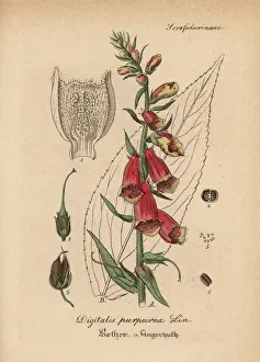 Purpurea Prints: Purple foxglove, Digitalis purpurea