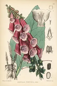 Purple foxglove, Digitalis purpurea