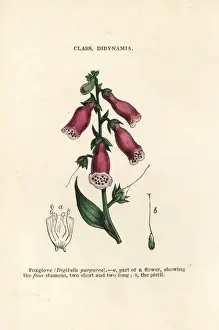 Purple foxglove, Digitalis purpurea