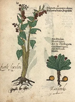 Altera Gallery: Purple foxglove, Digitalis purpurea altera