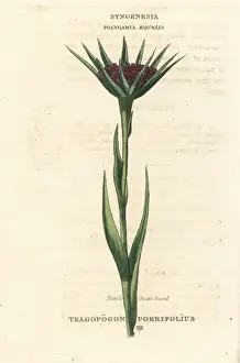 Duppa Prints: Purple goat s-beard or salsify, Tragopogon porrifolius