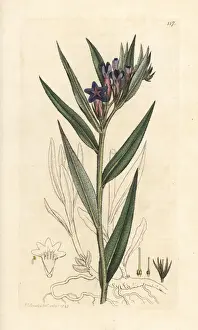 Purple gromwell, Buglossoides purpurocaerulea
