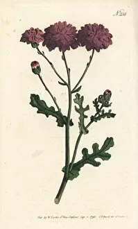 Sydenham Collection: Purple groundsel or ragwort, Senecio elegans