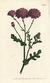 Sydenham Prints: Purple groundsel or ragwort, Senecio elegans