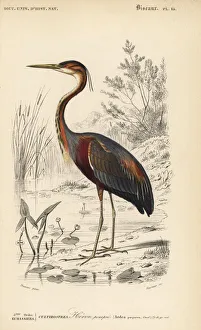 Universel Gallery: Purple heron, Ardea purpurea
