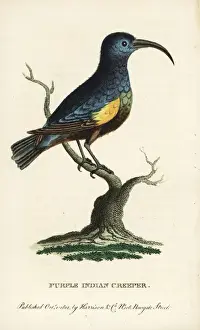 Georgeedwards Prints: Purple Indian creeper, Cinnyris asiaticus