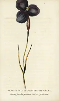 Purple iris of New South Wales, Australia