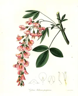 Botanist Prints: Purple laburnum, hybrid of Laburnum anagyroides