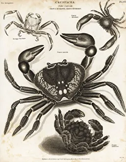 Crustacea Prints: Purple land crab, shell-carrying crab, etc