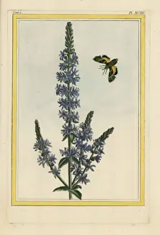 Curieuses Prints: Purple loosestrife, Lythrum salicaria