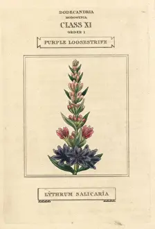 Purple loosestrife, Lythrum salicaria
