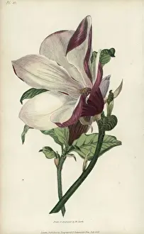 Richardmorris Prints: Purple magnolia tree, Magnolia purpurea