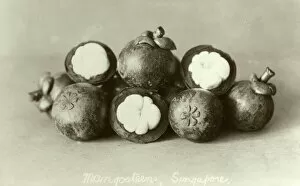 Tropical Collection: Purple Mangosteen - Singapore