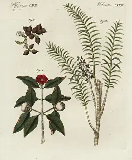 Bilderbuchfurkinder Prints: Purple mangosteen tree, rattan tree, and dragon s