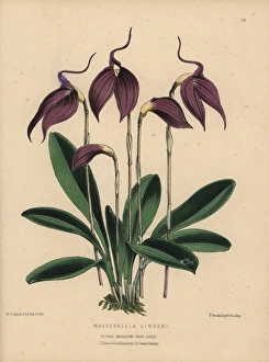 Purple masdevallia orchid, Masdevallia lindeni Purple masdevallia orchid, Masdevallia lindeni