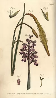 Orchis Gallery: Purple orchid, Orchis mascula, and sedge grass, Carex hirta