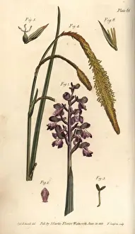 Orchis Prints: Purple orchid, Orchis mascula, and sedge grass, Carex hirta