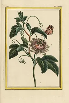 True Prints: Purple passionflower, Passiflora incarnata