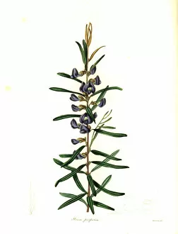 Maund Collection: Purple pea or purple-flowered hovea, Hovea purpurea