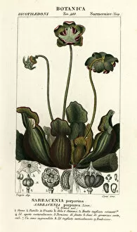 Plum Collection: Purple pitcher plant, Sarracenia purpurea