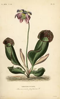 Purple pitcher plant or side-saddle flower