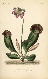 Sarracenia Collection: Purple pitcher plant or side-saddle flower