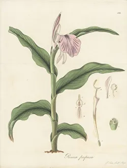Nepal Prints: Purple roscoea, Roscoea purpurea