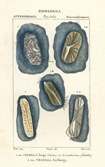 Echinus Prints: Purple sail, Velella velella